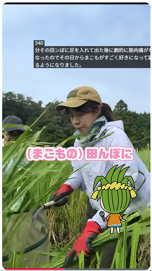 まこもパウダー≪きぼう≫ マコモを自社農園で栽培してます! まこもパウダー≪きぼう≫ 真菰と出会った!