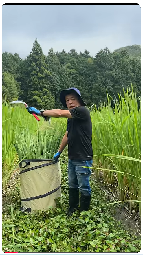 まこもパウダー≪きぼう≫で野菜不足の解消! まこもパウダー≪きぼう≫の栄養価について